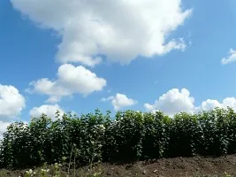 Školka ovocných stromů: jabloně, hrušky, švestky, třešně, třešně, meruňky, broskve 04
