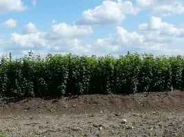 Školka ovocných stromů: jabloně, hrušky, švestky, třešně, třešně, meruňky, broskve 07