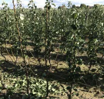 Školka ovocných stromů: jabloně, hrušky, švestky, třešně, třešně, meruňky, broskve 11